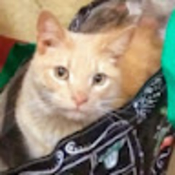 Meet your Posher, Krista - Picture 1 of 1